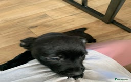 Mixed Breed dogs for sale: Staffordshire bull terrier x pups - Image 1