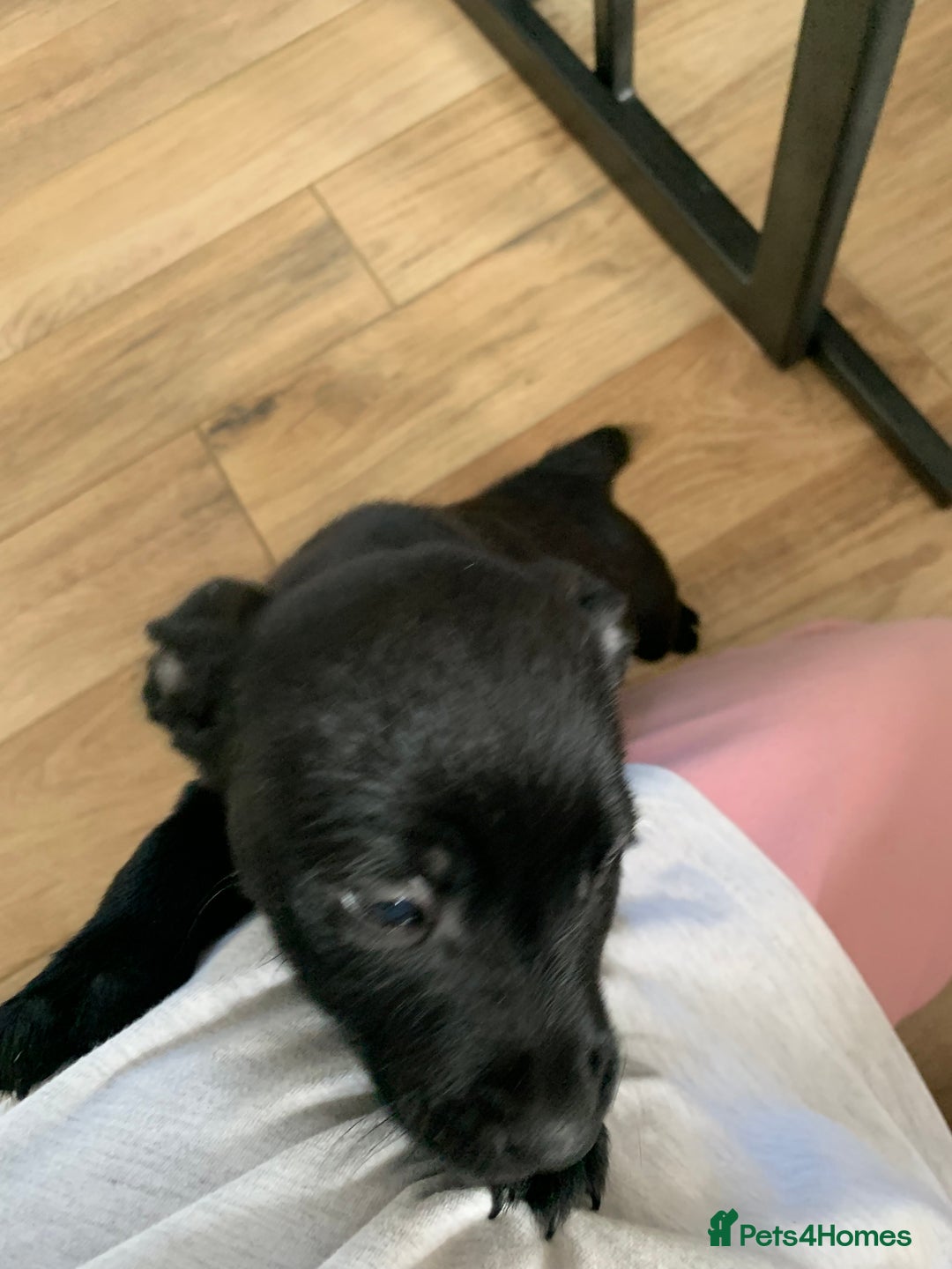 Mixed Breed dogs for sale: Staffordshire bull terrier x pups - Image 1