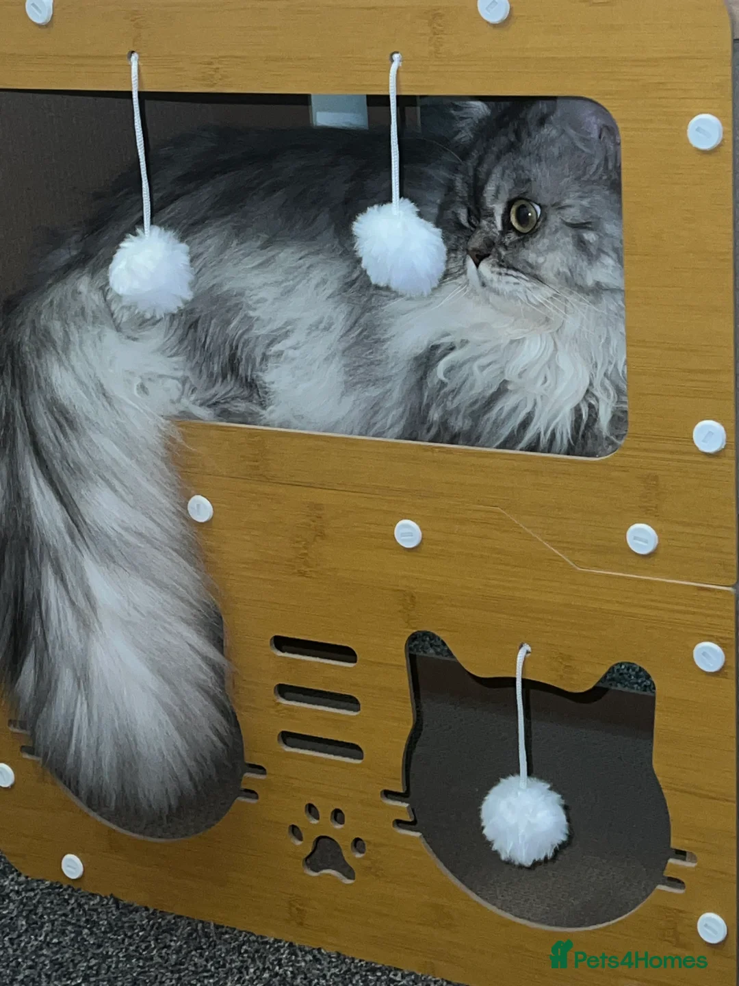 Persian cats for stud: chinchilla Persian proven stud ONLY not for sale  - Advert 11