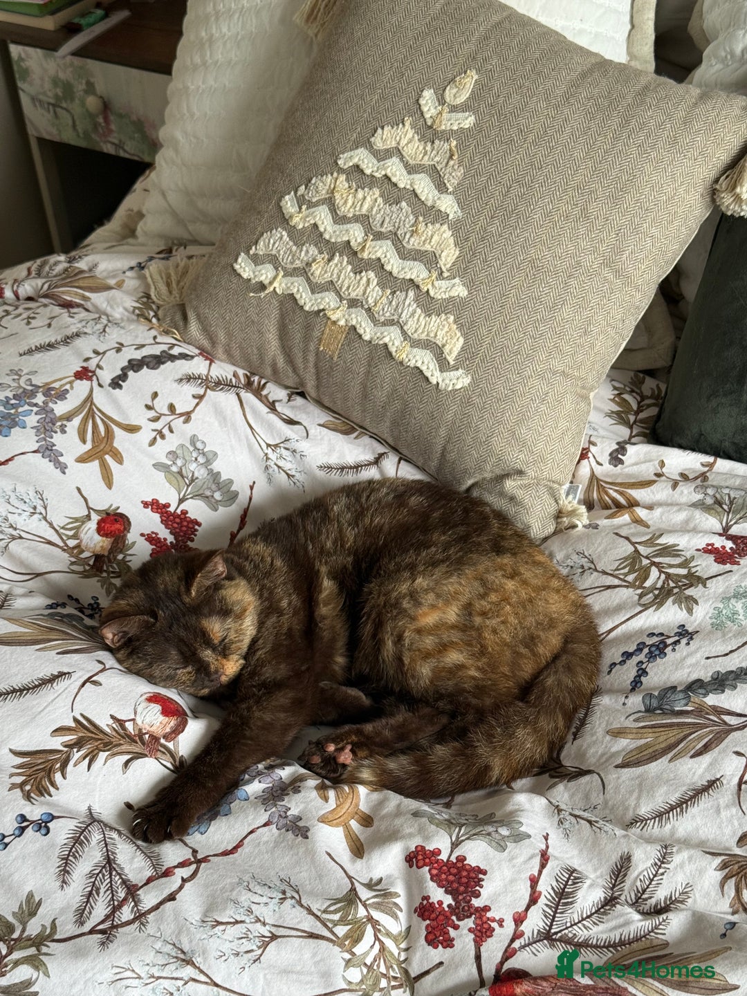 British Shorthair cats for sale: Beautiful chocolate tortie British shorthair girl  - Advert 3