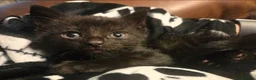Mixed Breed cats for sale:  Beautiful Kittens Looking for Loving Homes - Advert 3