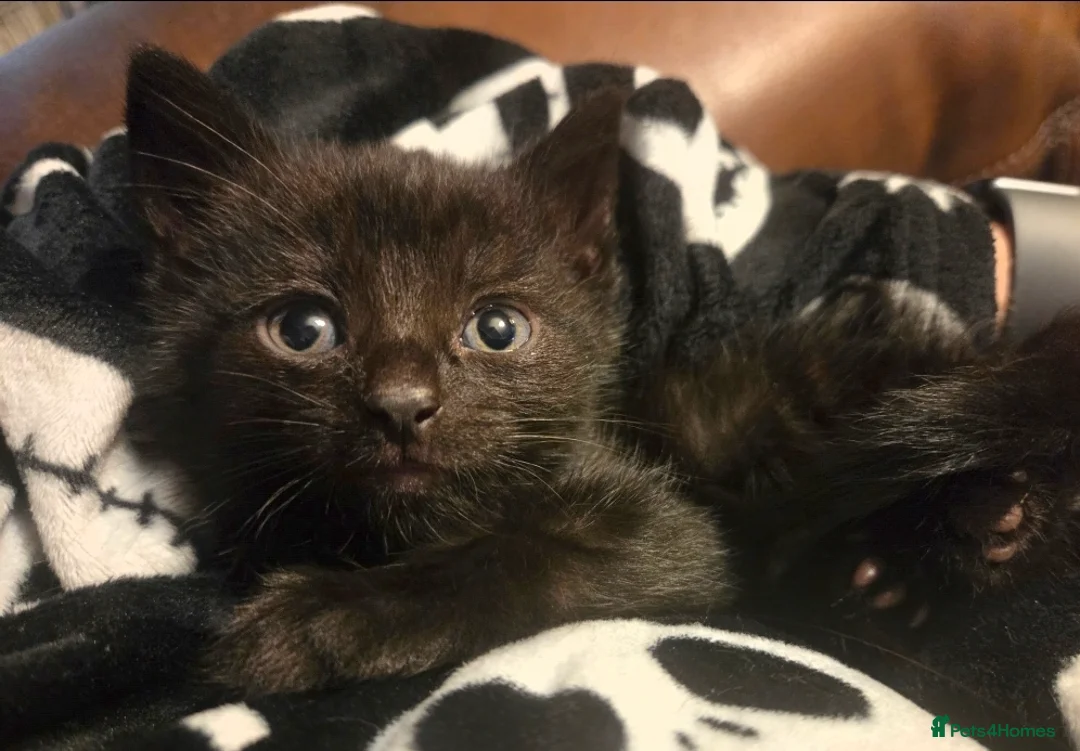 Mixed Breed cats for sale:  Beautiful Kittens Looking for Loving Homes - Advert 3