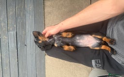 Dachshund dogs for sale: DACHSHUND PUPPY’S - Image 1