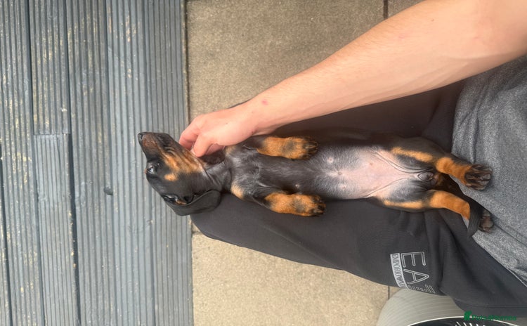 Dachshund dogs - Advert 8