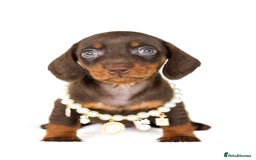 Miniature Dachshund dogs for sale: Quality miniature Dachshunds Liverpool  - Image 4