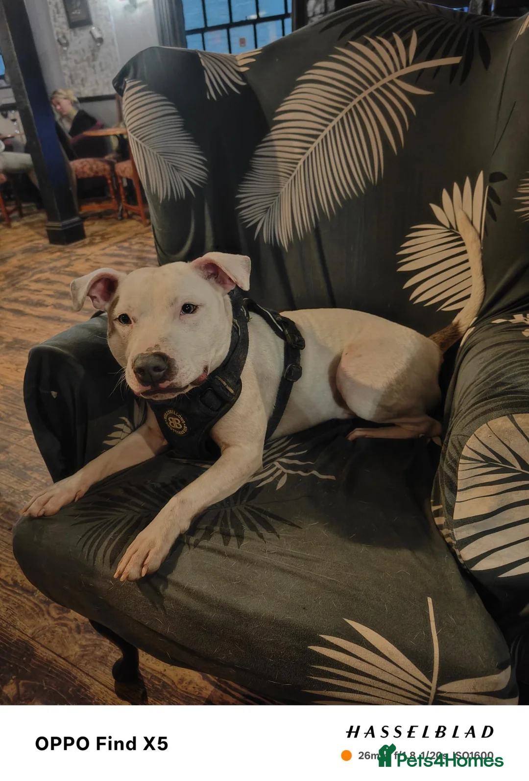 Mixed Breed dogs for sale: Dog for rehoming ASAP  in Longhope - Advert 2