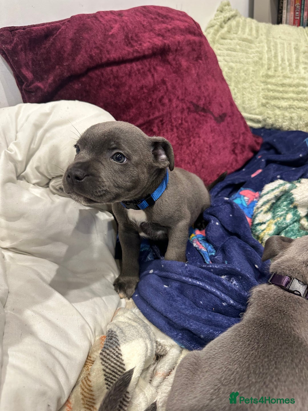 Staffordshire Bull Terrier dogs for sale: Stunning Blue staffy KC Registered Bullscaff Pups - Image 27