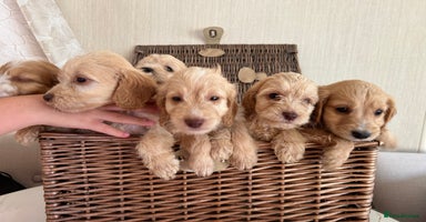 Cockapoo dogs - Advert 6