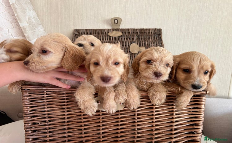 Cockapoo dogs - Advert 6