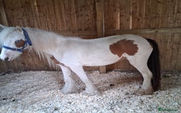 Irish Cob horses for sale: Lady for sale  - Image 3