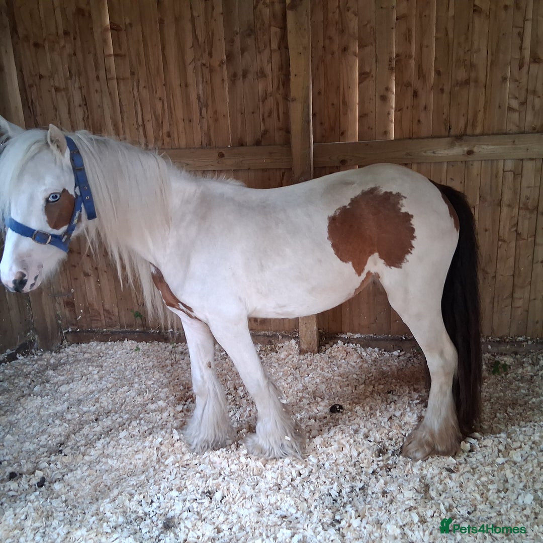 Irish Cob horses for sale: Lady for sale  - Image 3