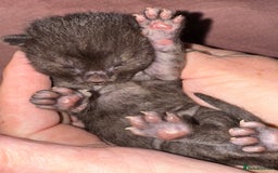 Bengal cats for sale: Beautiful Bengal Kittens - 4 boys, 1 girl - Image 7