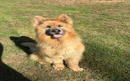 German Shepherd dogs for sale: ❤️KC HEALTH TESTED PARENTS ❤️ - Image 18