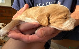 Cocker Spaniel dogs for sale: Cocker Spaniel Puppies  - Image 31