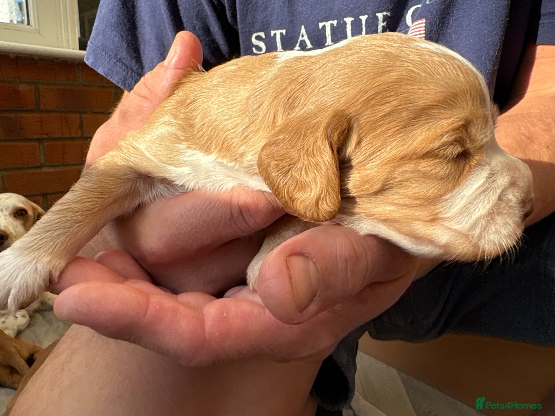 Cocker Spaniel dogs for sale: Cocker Spaniel Puppies  - Image 31