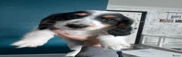 Miniature Dachshund dogs for sale: Beautiful piebald long-haired Miniature Dachshund  in Plymouth - Advert 9