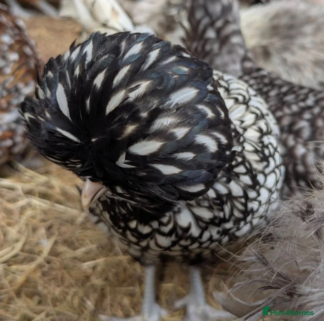 Chickens poultry for sale: Purebred Polish Poland Bantam Hatching Egg - Advert 2