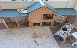Lionhead rabbits for sale: Blossom lionhead, with full home setup.  - Image 3