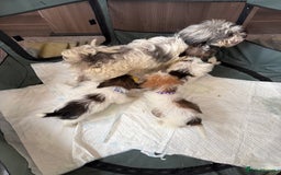 Shih Tzu dogs for sale: Shih tzu puppy’s  - Image 2