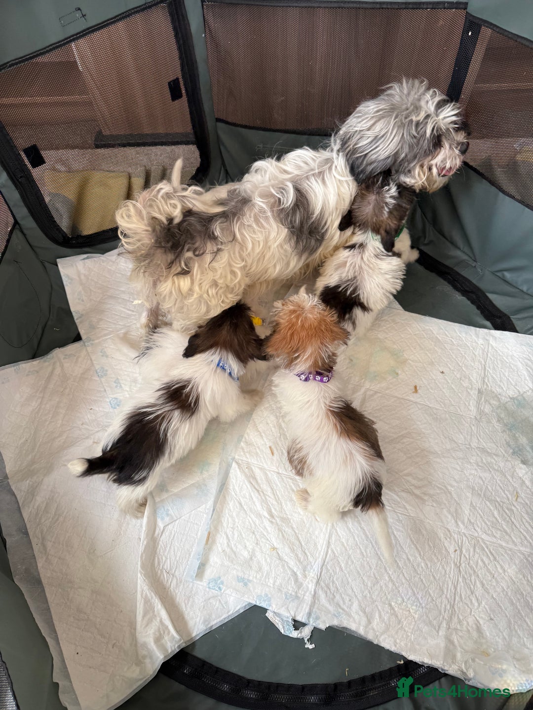 Shih Tzu dogs for sale: Shih tzu puppy’s  - Image 2