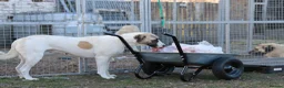 Anatolian Shepherd dogs for sale: Anatolian Shepherd Pups - KC Registered in Carluke - Advert 12