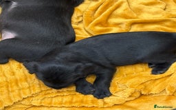 Patterdale Terrier dogs for sale: Beautiful patterdale terrier  - Image 4