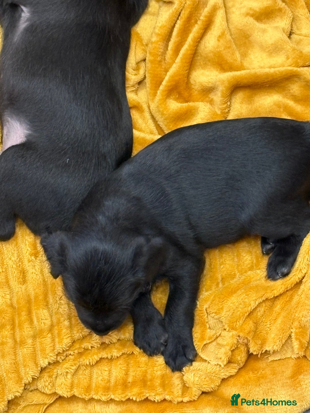 Patterdale Terrier dogs for sale: Beautiful patterdale terrier  - Image 4