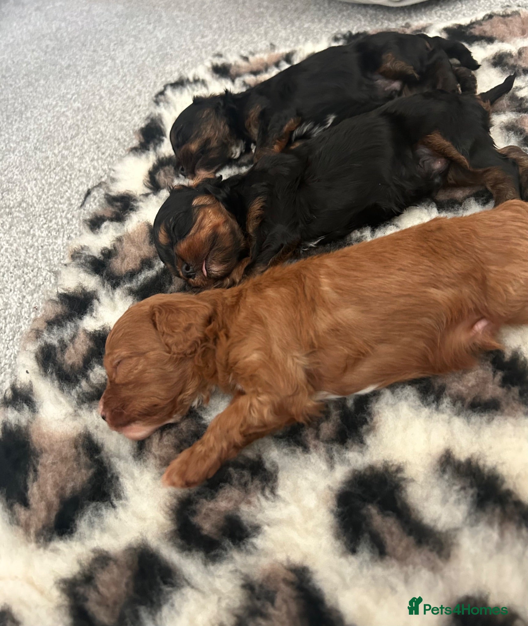 Cavapoo dogs F1 Cavapoo toy boys  - Advert 1