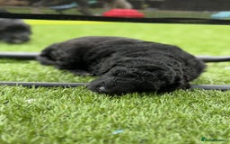 Sheepadoodle dogs for sale: Miniature Sheepadoodles (F1) - Image 13