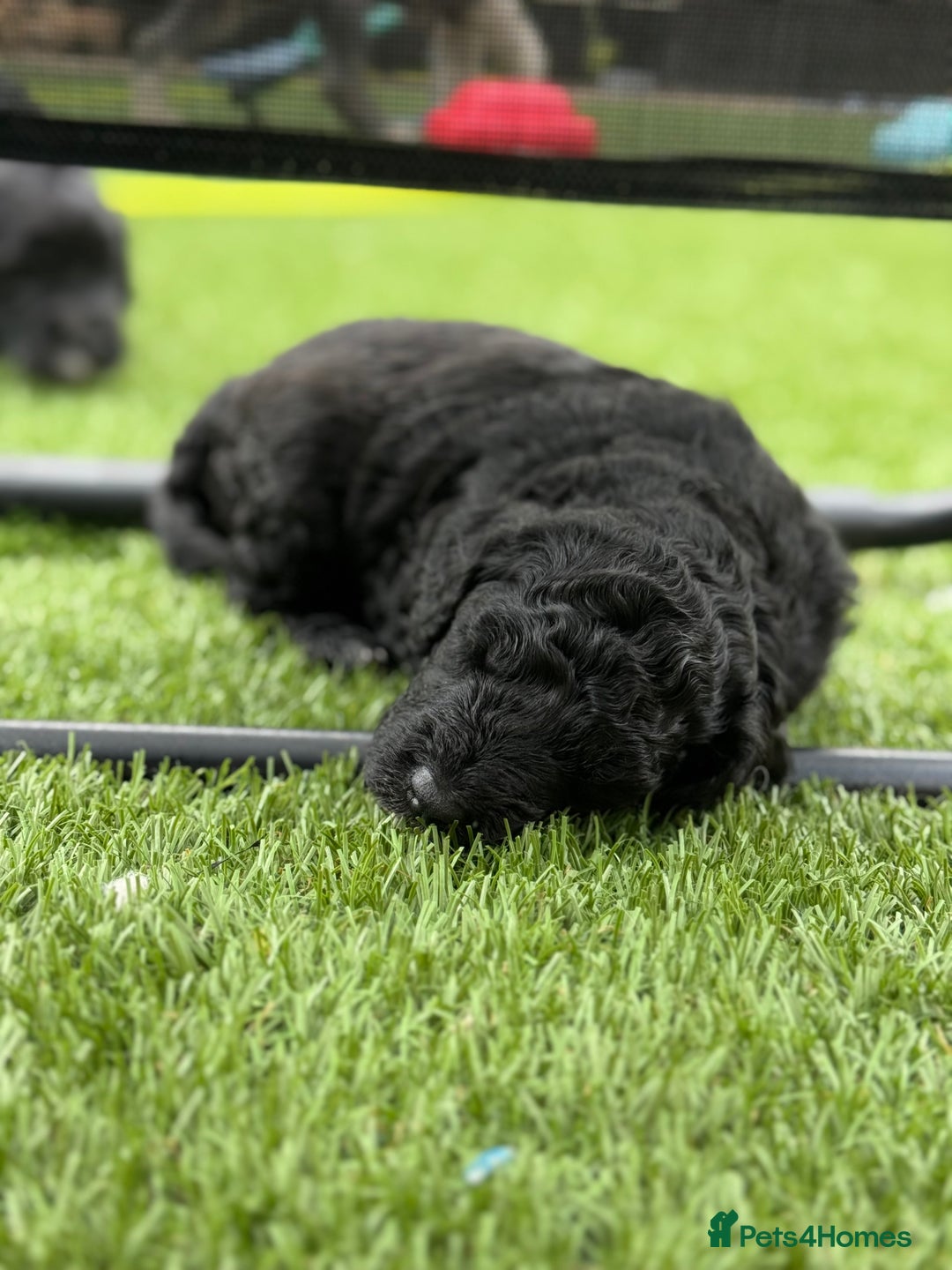 Sheepadoodle dogs for sale: Miniature Sheepadoodles (F1) - Image 13