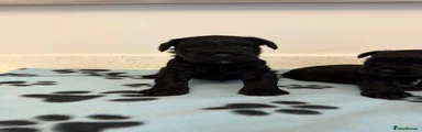 Miniature Schnauzer 1