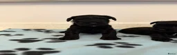 Miniature Schnauzer dogs for sale: Beauiful miniature schnauzer puppies available  - Advert 3