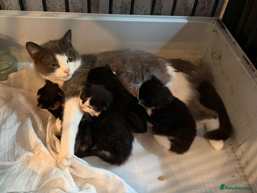 Mixed Breed cats for sale: 4 beautiful kittens looking for loving homes  - Advert 7