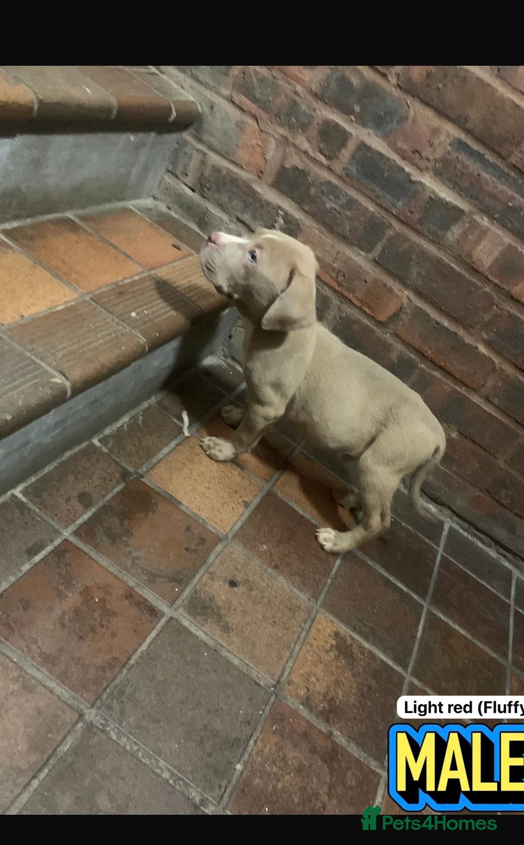 Mixed Breed dogs for sale: Stunning (ABS) x Staffordshire Bull Terrier - Advert 2