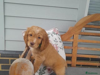 Cocker Spaniel dogs - Advert 10