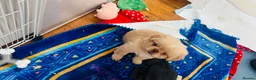 Pekingese dogs for sale: Puppies  in Portsmouth - Advert 7