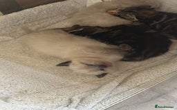 Domestic Shorthair cats for sale: 4 beautiful mix kittens (tabby and colour point) - Image 10
