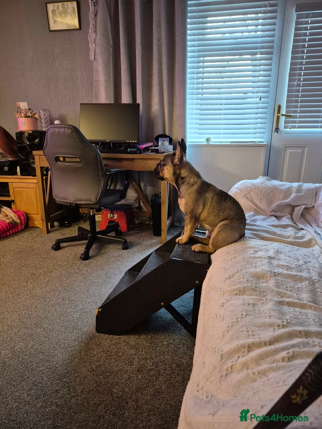 French Bulldog dogs for sale: French bulldig in Washington - Advert 1