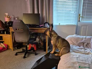 French Bulldog dogs French bulldig - Advert 2