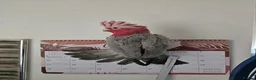 Cockatoo birds for sale: Galah Cockatoo  in Manchester - Advert 2