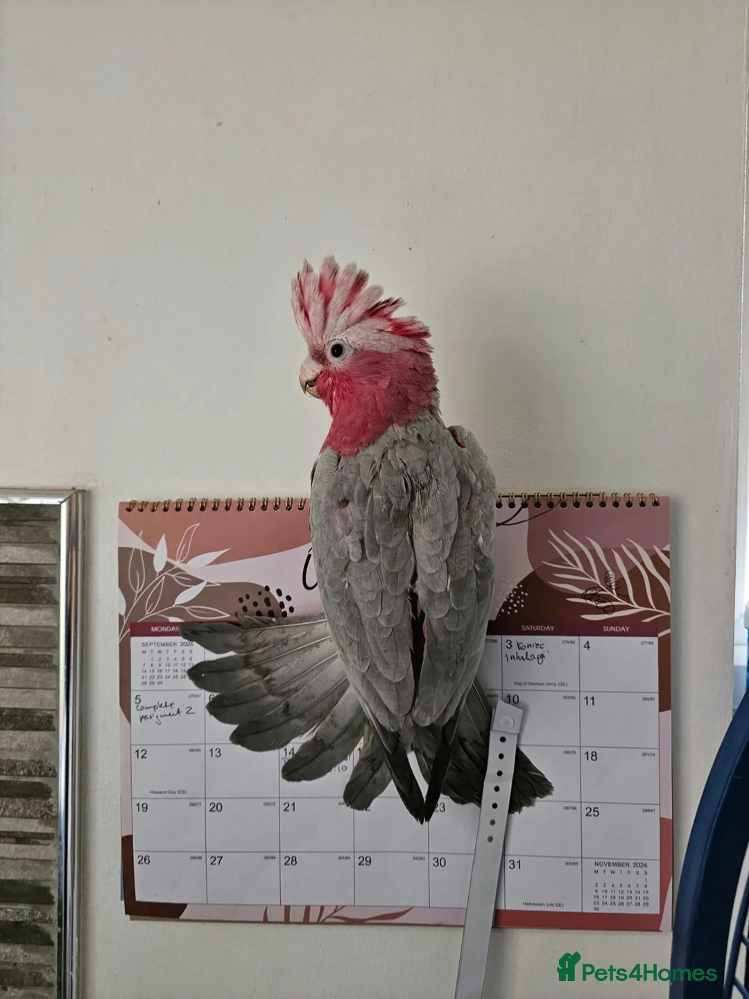 Cockatoo birds for sale: Galah Cockatoo  in Manchester - Advert 2