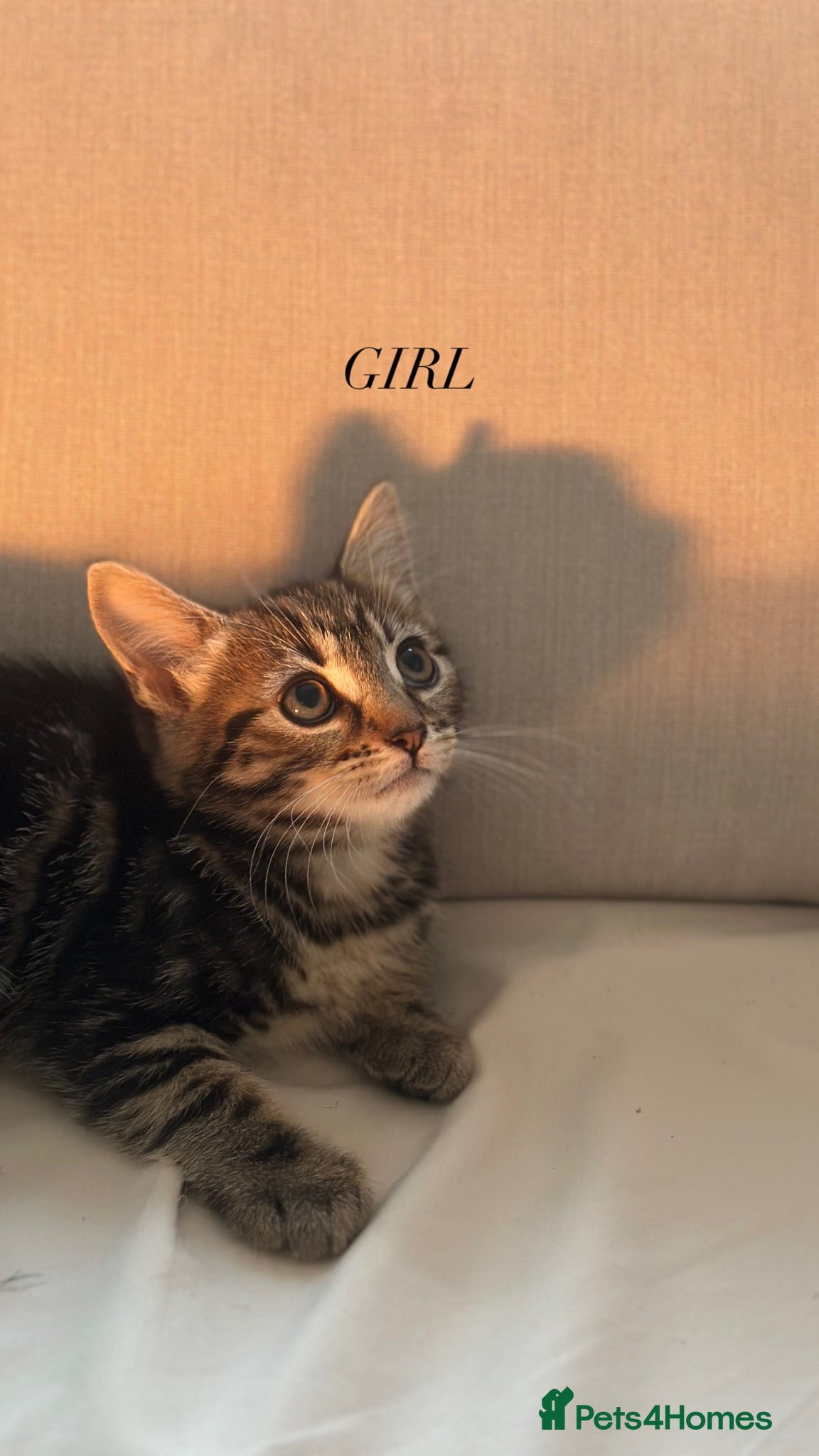 Mixed Breed cats Mixed Breed Kittens - 2 Female, 2 Male - Advert 11
