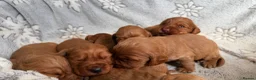 Cocker Spaniel dogs for sale: Cocker Spaniel puppies  - Advert 11