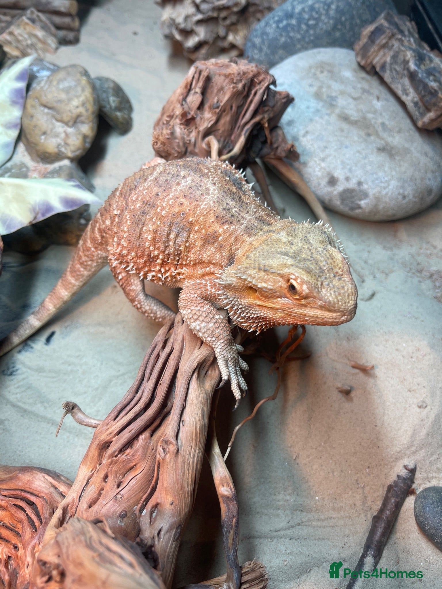 Bearded Dragon reptiles Male bearded dragon with setup  - Advert 1