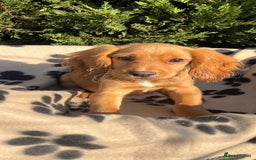 Cocker Spaniel dogs for sale: Four beautiful girl cocker spaniel  - Image 7