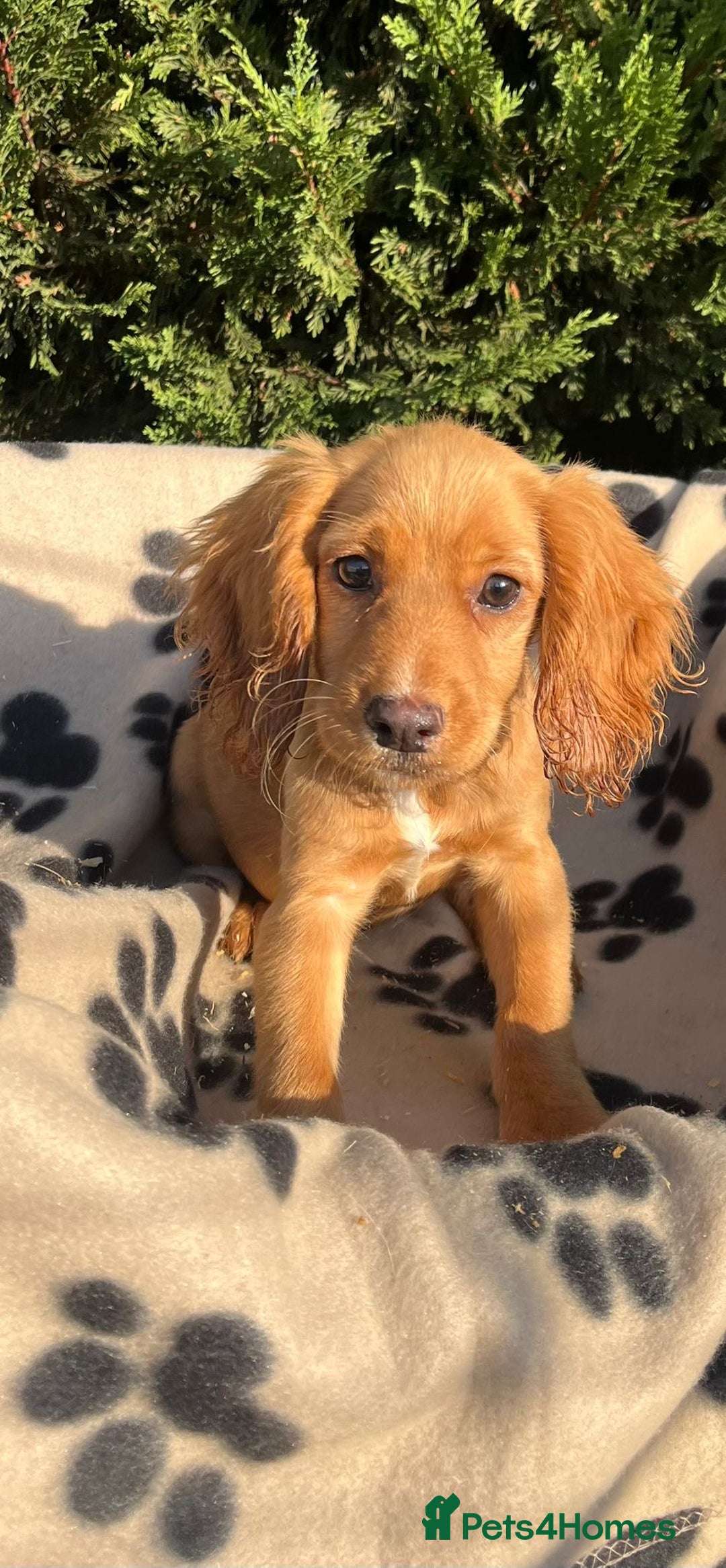 Cocker Spaniel dogs for sale: Four beautiful girl cocker spaniel  - Image 7