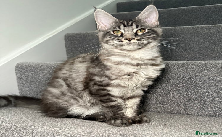 Maine Coon cats - Advert 2