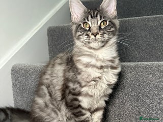 Maine Coon cats - Advert 2