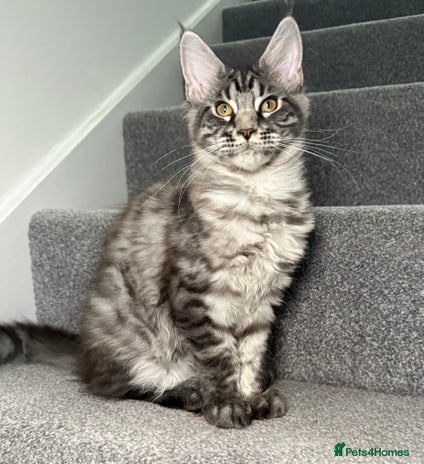 Maine Coon cats - Advert 2