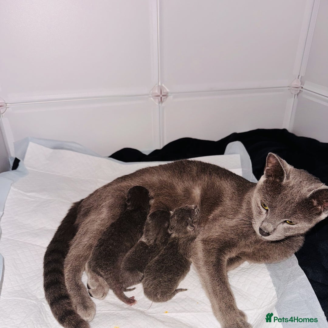 Russian Blue cats for sale: **Pure Breed Russian Blue Kittens** - Advert 1